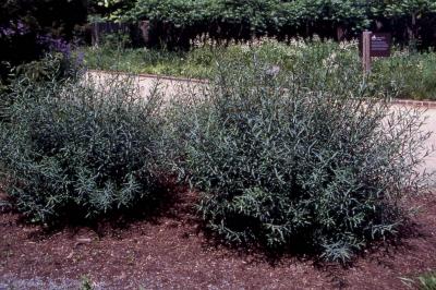 Purpleosier Willow; form of the cultivar 'Nana'